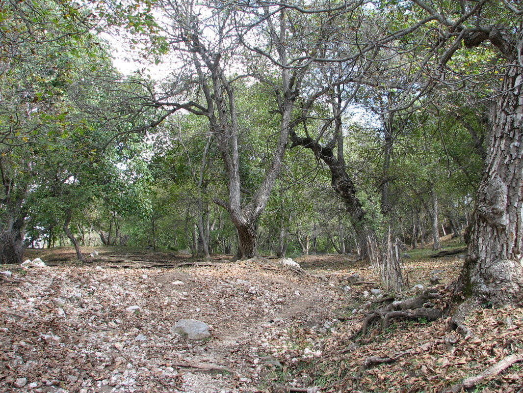 Walnut forest in Arslanbob